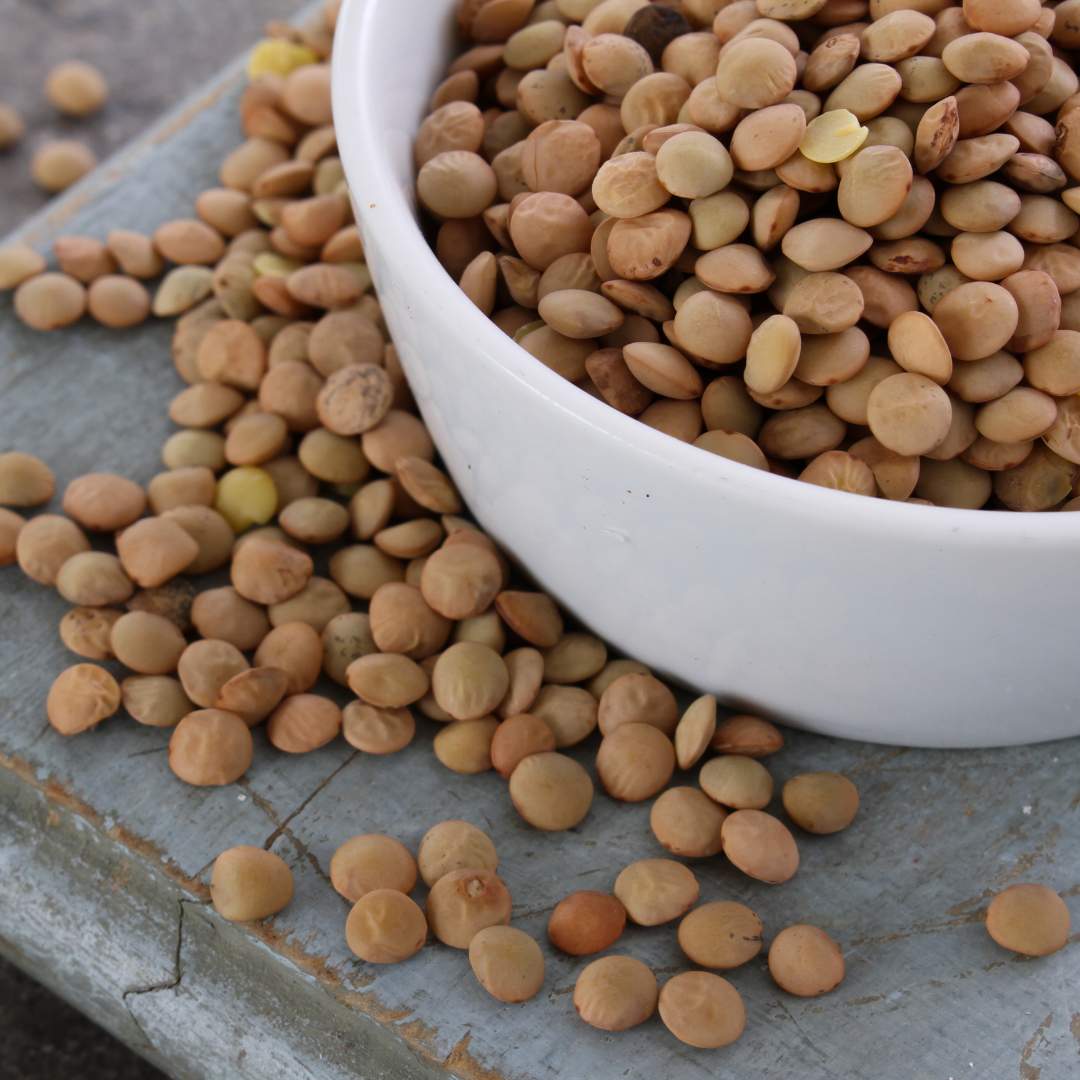 Lenticchie di Castelluccio di Norcia IGP, un concentrato di benessere