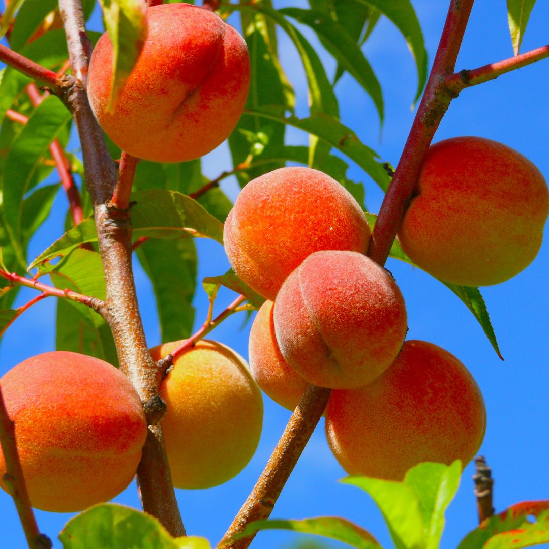 Pesca e Nettarina di Romagna IGP, la frutta che “disseta”!