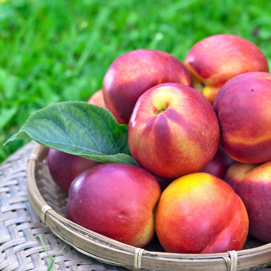 Pesca e Nettarina di Romagna IGP, la frutta che “disseta”!