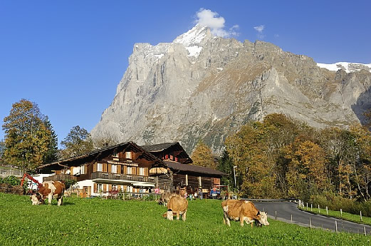 svizzera_mucche
