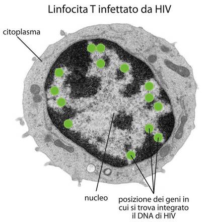 Schema scoperta HIV - DA F. DE FILIPPO
